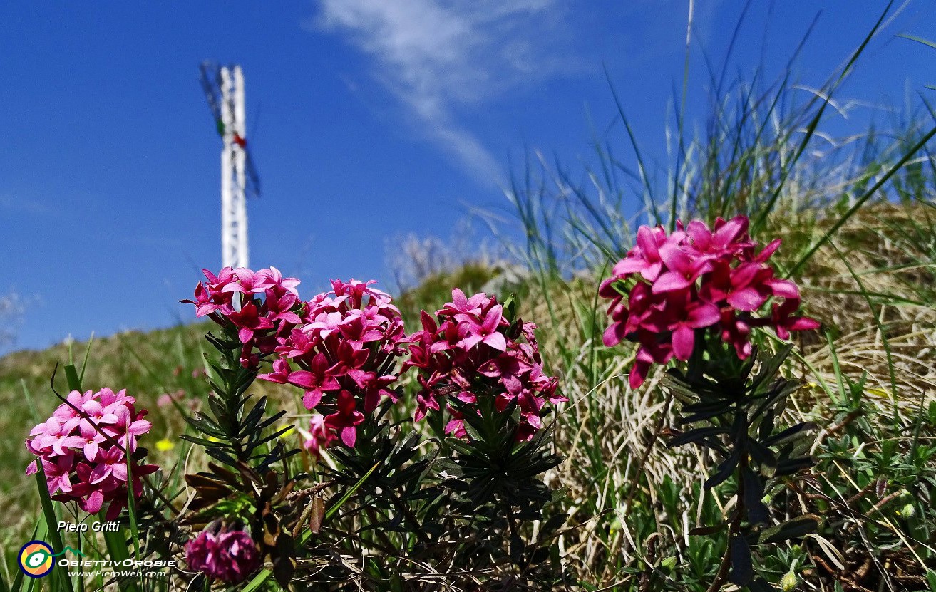 05 Alla croce del Pizzo di Spino (958 m)  con Daphne cneorum (Dafne odorosa).JPG -                                